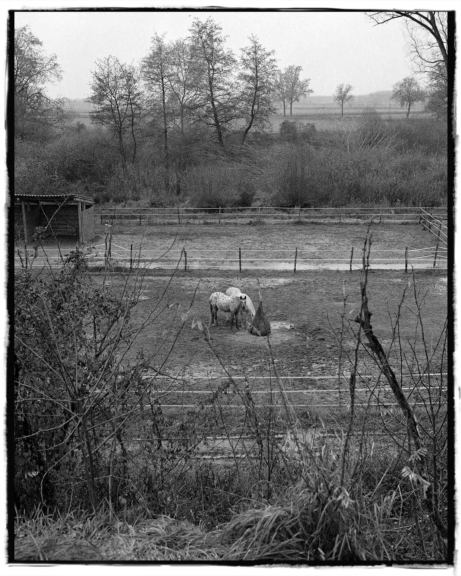 Two horses in a fenced paddock.