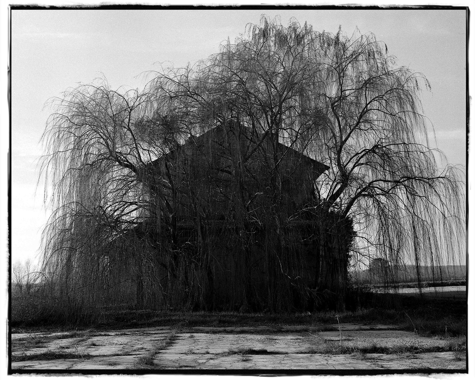 A farmhouse partly hidden behind a large willow tree.
